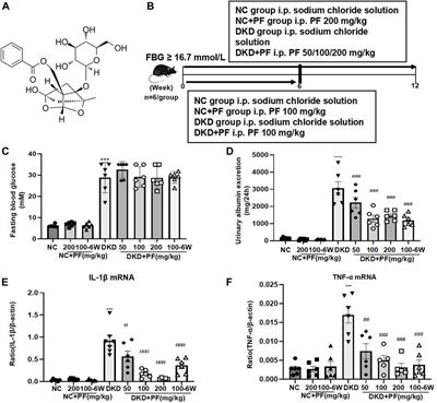 Paeoniflorin directly binds to TNFR1 to regulate podocyte necroptosis in diabetic kidney disease